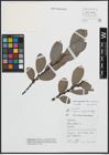 Foto von Salix appendiculata Vill. x Salix caprea L.